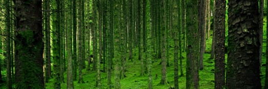 Canopy Trees