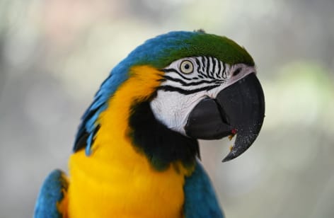 Macaw