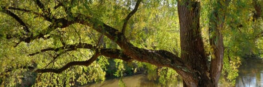 Flooded forests