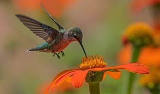 Hummingbirds