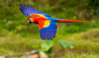 Macaws