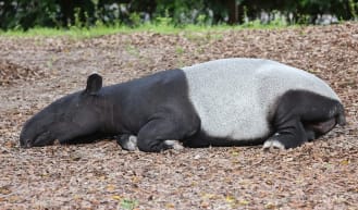 Tapirs