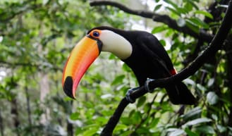 Toucans